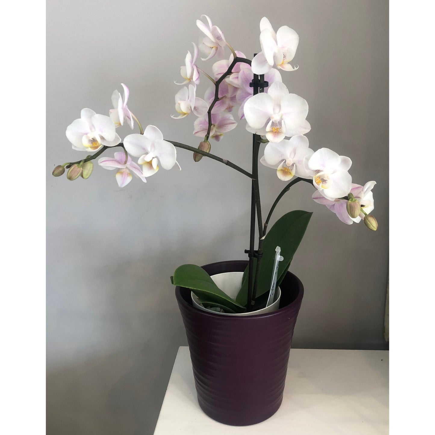 Orchid
