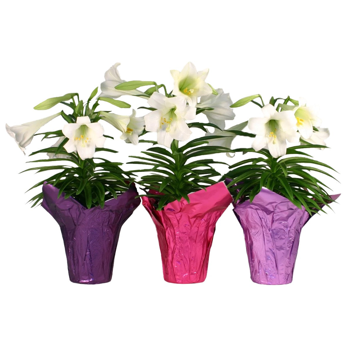 Easter Lilys