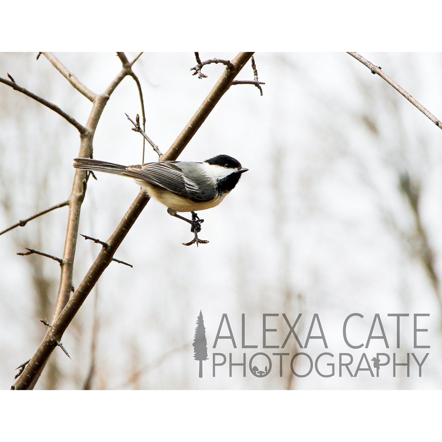 Greeting Card- Chickadee Blank Card
