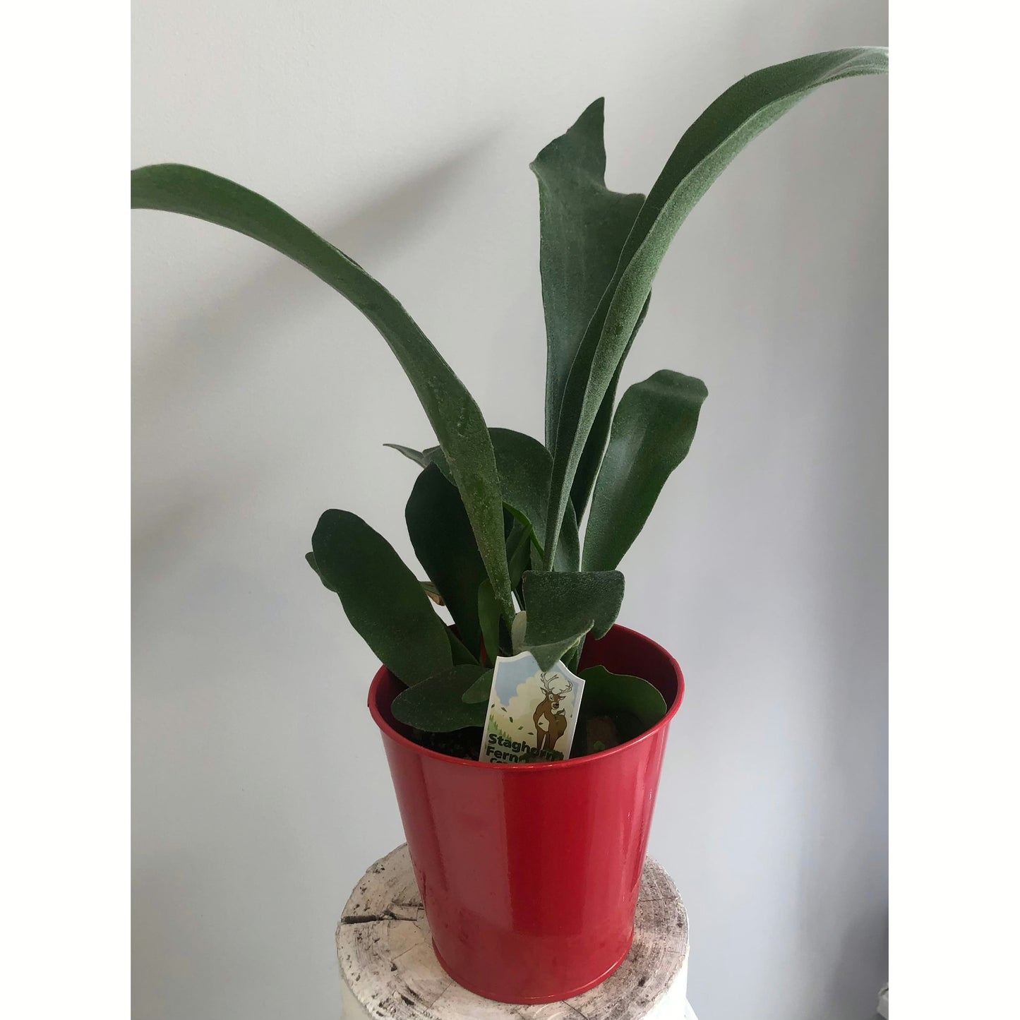 Staghorn Fern