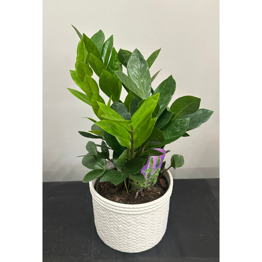 ZZ Plant