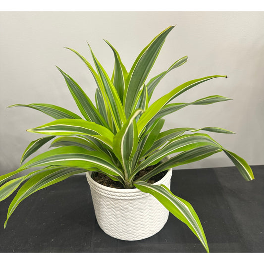 Dracena Lemon Lime