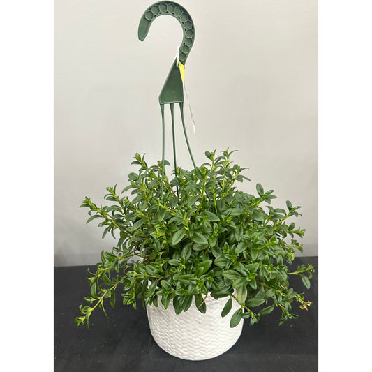 Goldfish Plant