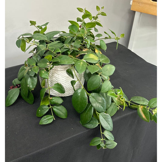 Lipstick Plant