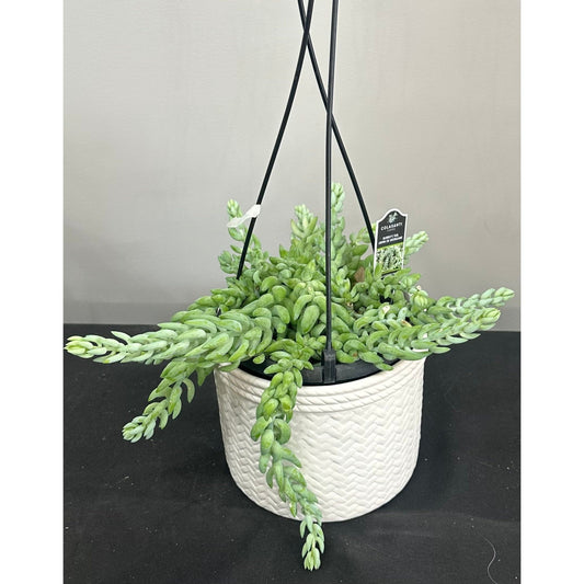 Burros Tail