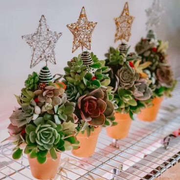 Succulent Tree Workshop