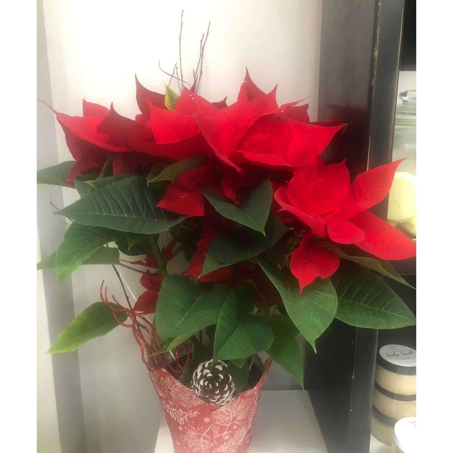 Poinsettia