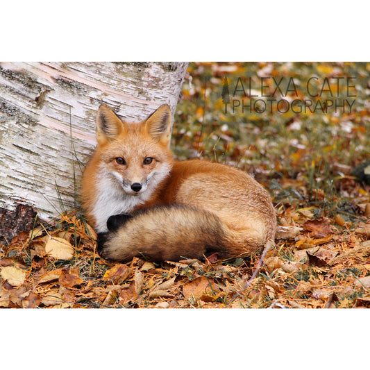 Greeting Card-Fox Blank Card