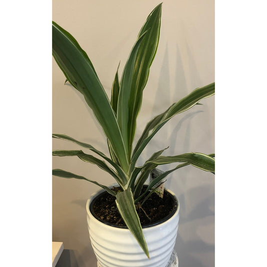 Indoor plant- Dracaena - sometimes called the corn stalk plant