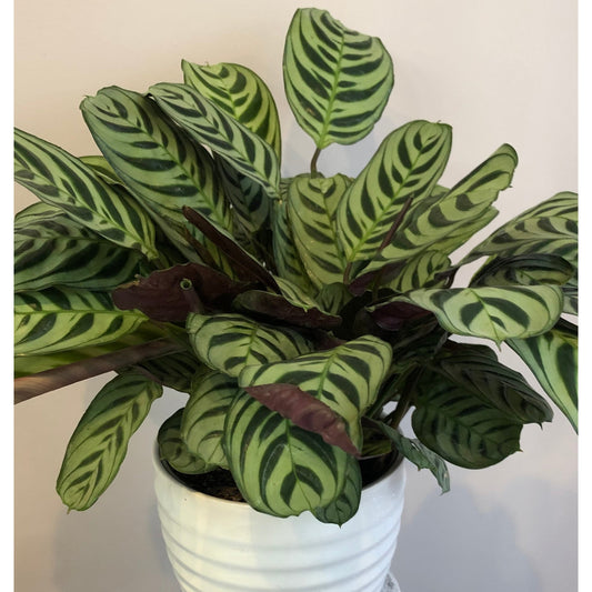 Fishbone Prayer Plant.  Great first time indoor plant.