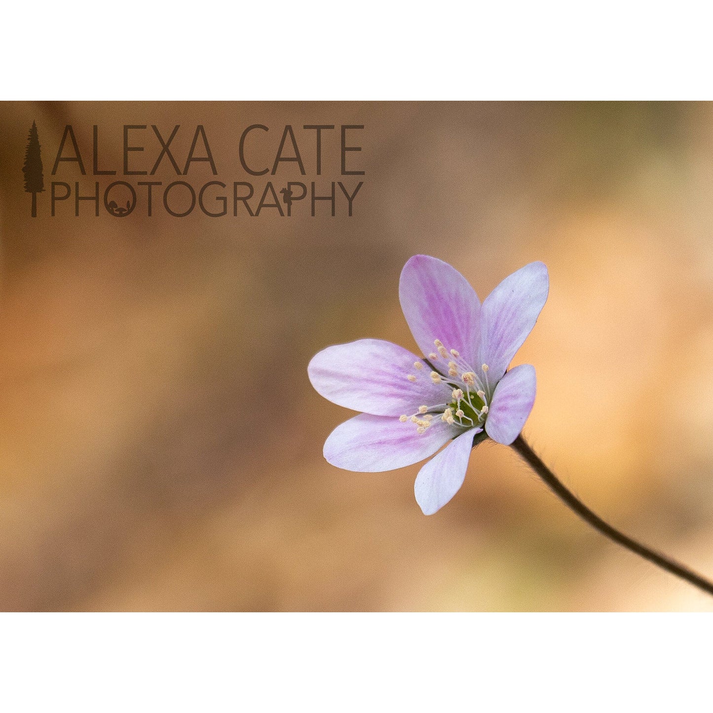 Greeting Card-  Blank Card -Flower